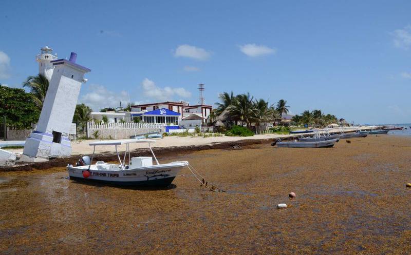 Sargazo Puerto Morelos